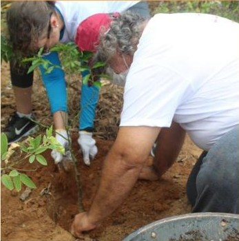 Plantio de mudas